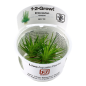 Preview: Eriocaulon cinereum/ 1-2-Grow!